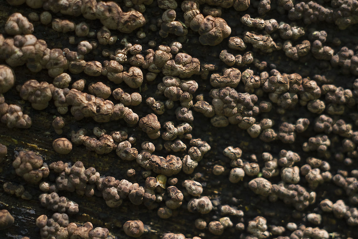 Annulohypoxylon sp.  Geotagged,Spring,United States