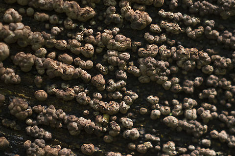 Annulohypoxylon sp.  Geotagged,Spring,United States