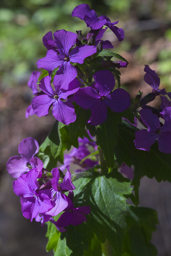 Annual honesty  Annual honesty,Geotagged,Lunaria annua,Spring,United States