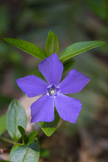 Vinca  Geotagged,Spring,United States,Vinca minor