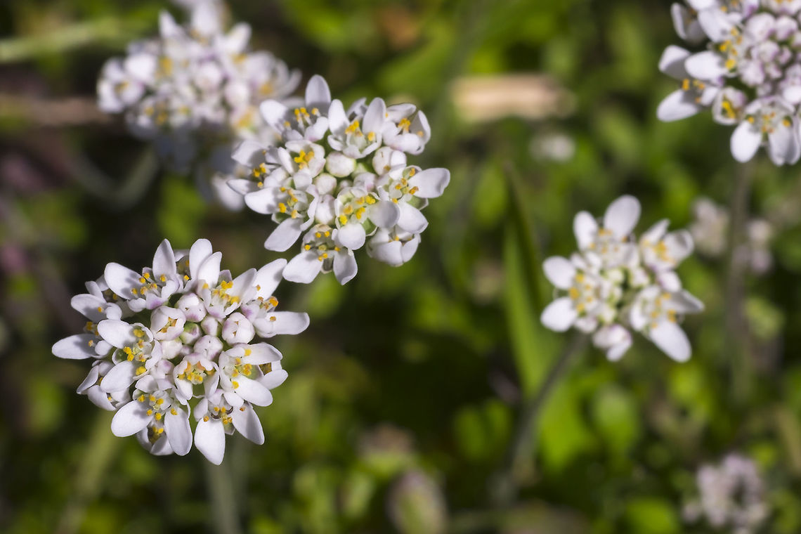 Shepherd's cress introduced Geotagged,Spring,Teesdalia nudicaulis,United States,shepherd's cress
