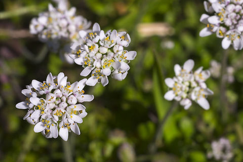 Shepherd's cress introduced Geotagged,Spring,Teesdalia nudicaulis,United States,shepherd's cress