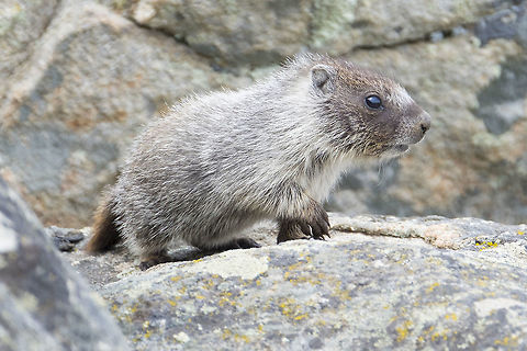 Yellow Bellied Marmot  Geotagged,Marmota flaviventris,Spring,United States,Yellow-bellied marmot