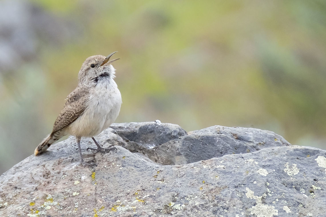 Rock Wren  Geotagged,Rock wren,Salpinctes obsoletus,Spring,United States