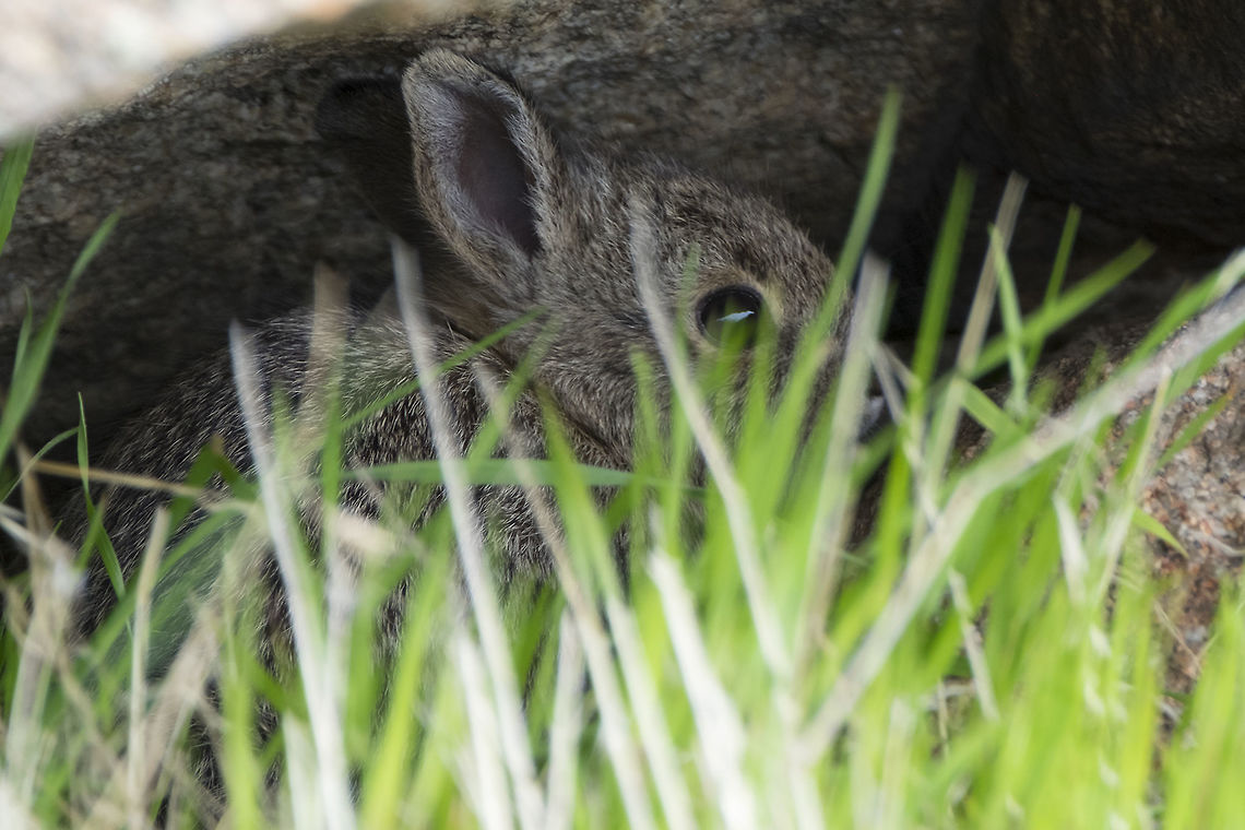 Rabbit I want very much to say that this is a rare pygmy rabbit.. but I&#039;m just not sure. They are listed as occurring in this park and this was a very tiny rabbit, but it could be a baby nuttal&#039;s cottontail too..  Geotagged,Spring,United States