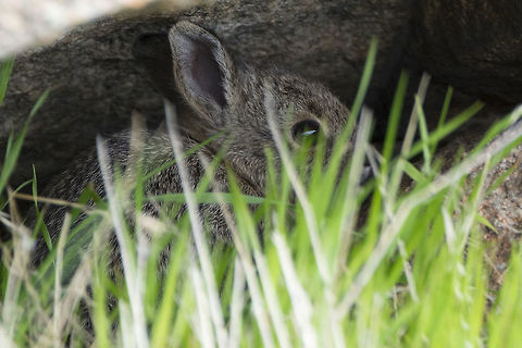 Rabbit I want very much to say that this is a rare pygmy rabbit.. but I'm just not sure. They are listed as occurring in this park and this was a very tiny rabbit, but it could be a baby nuttal's cottontail too..  Geotagged,Spring,United States
