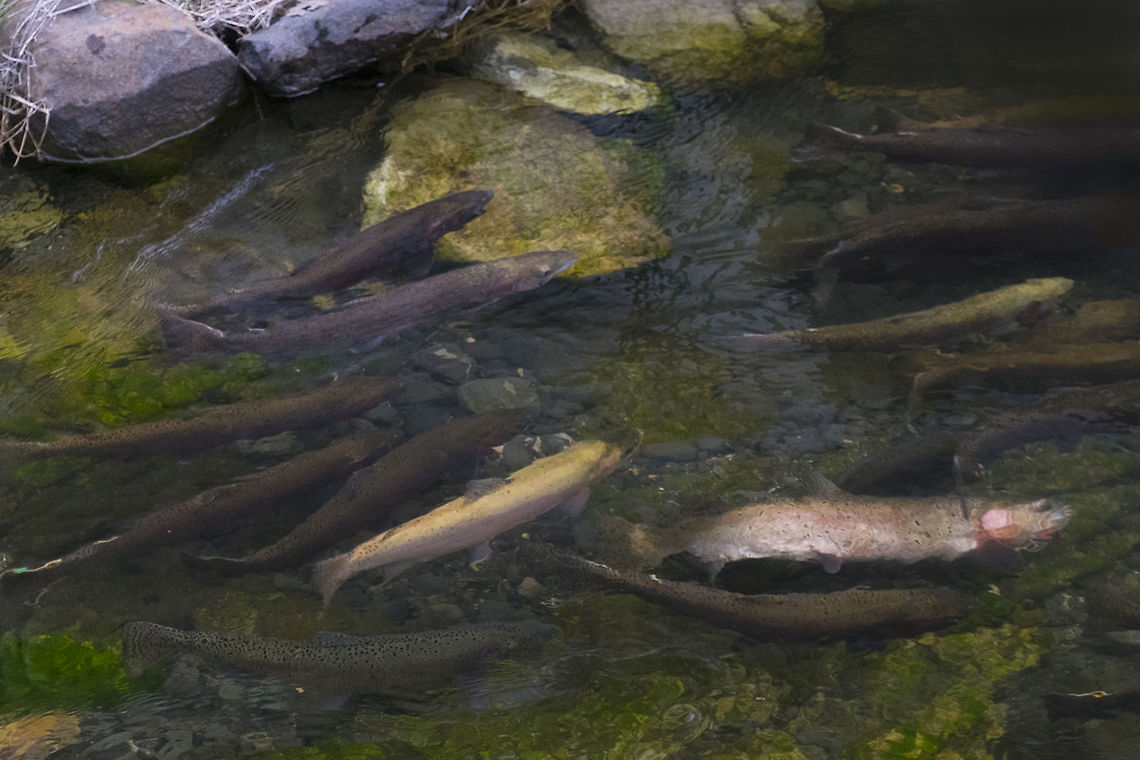 Lahontan cutthroat trout these fish are not native, but are stocked in this lake because they tolerate alkaline water. They are a spawning fish and were heading upstream to do just that. Geotagged,Lahontan cutthroat trout,Oncorhynchus clarkii henshawi,Spring,United States