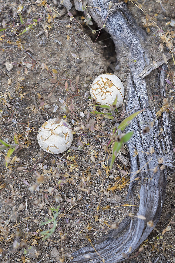 Desert puffballs You&#039;d think fungi would be scarce in an environment that often gets less than 8&quot; of rain in any given year... but I always see some mushrooms when I&#039;m out in Eastern Washington. What I don&#039;t find is much if any information about them... aside from a few highly distinctive species that have caught the eye of mycologists, it doesn&#039;t seem like people find it an area that they want to study. Geotagged,Spring,United States