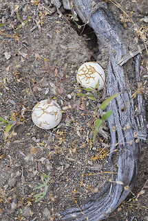 Desert puffballs You'd think fungi would be scarce in an environment that often gets less than 8" of rain in any given year... but I always see some mushrooms when I'm out in Eastern Washington. What I don't find is much if any information about them... aside from a few highly distinctive species that have caught the eye of mycologists, it doesn't seem like people find it an area that they want to study. Geotagged,Spring,United States