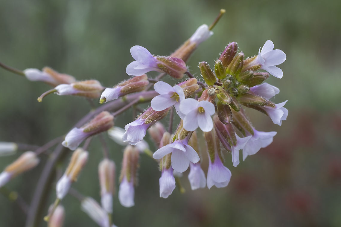 Elegant Rockcress  Boechera sparsiflora,Elegant rockcress,Geotagged,Spring,United States