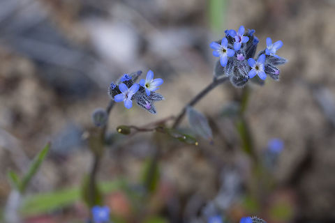 Strict forget-me-not  Geotagged,Myosotis stricta,Spring,United States