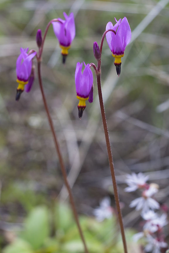 Cusick's shooting star  Dodecatheon pulchellum,Geotagged,Prairie shooting star,Spring,United States