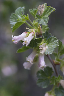 Wax Currant  Geotagged,Ribes cereum,Spring,United States,Wax currant