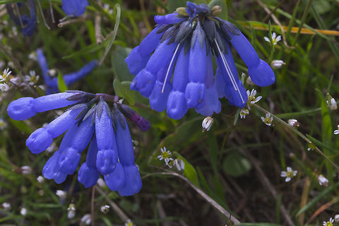 Small bluebells  Geotagged,Mertensia longiflora,Small bluebells,Spring,United States