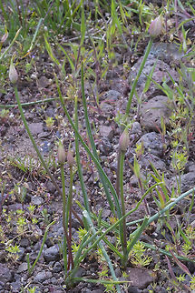 Wild white onion  Allium textile,Geotagged,Prairie onion,Spring,United States
