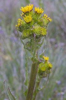 yellow maybe rayless flowers I was thinking that these might be rayless flowers.. but they might also just not be mature yet.. Geotagged,Spring,United States