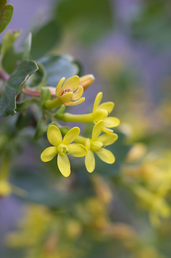 Golden Currant  Geotagged,Ribes aureum,Spring,United States