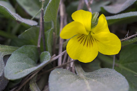 Canary Violet  Geotagged,Spring,United States,Viola praemorsa