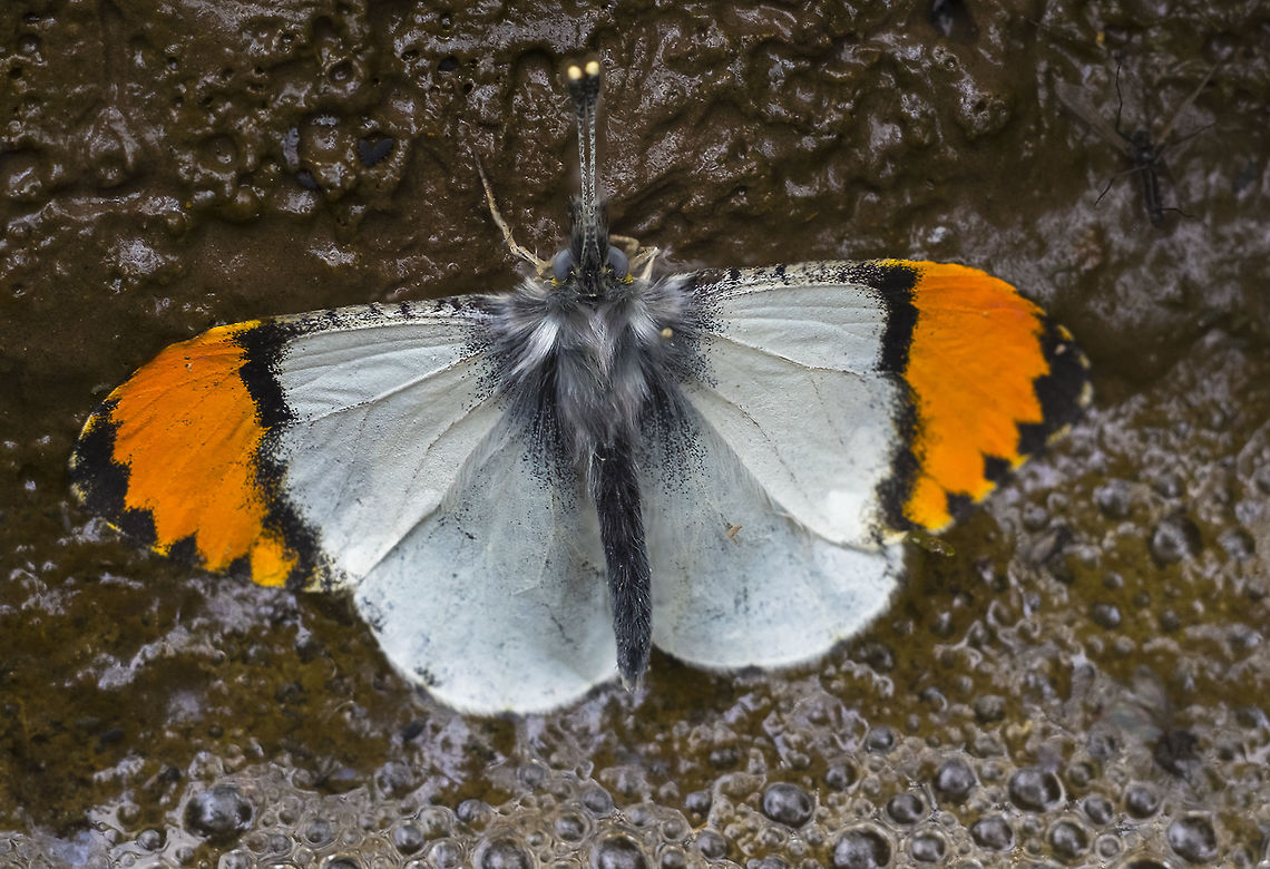 male Julia orangetip butterfly updated to reflect changes in species  Anthocharis julia,Anthocharis sara,Geotagged,Sara orangetip,Southern Rocky Mountain orangetip,Spring,United States