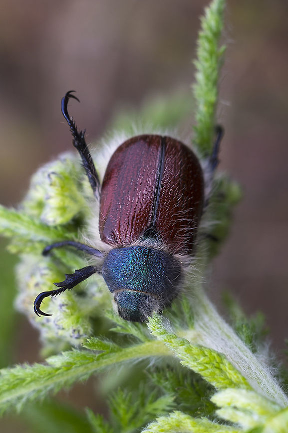 Little bear beetle  Geotagged,Paracotalpa granicollis,Spring,United States