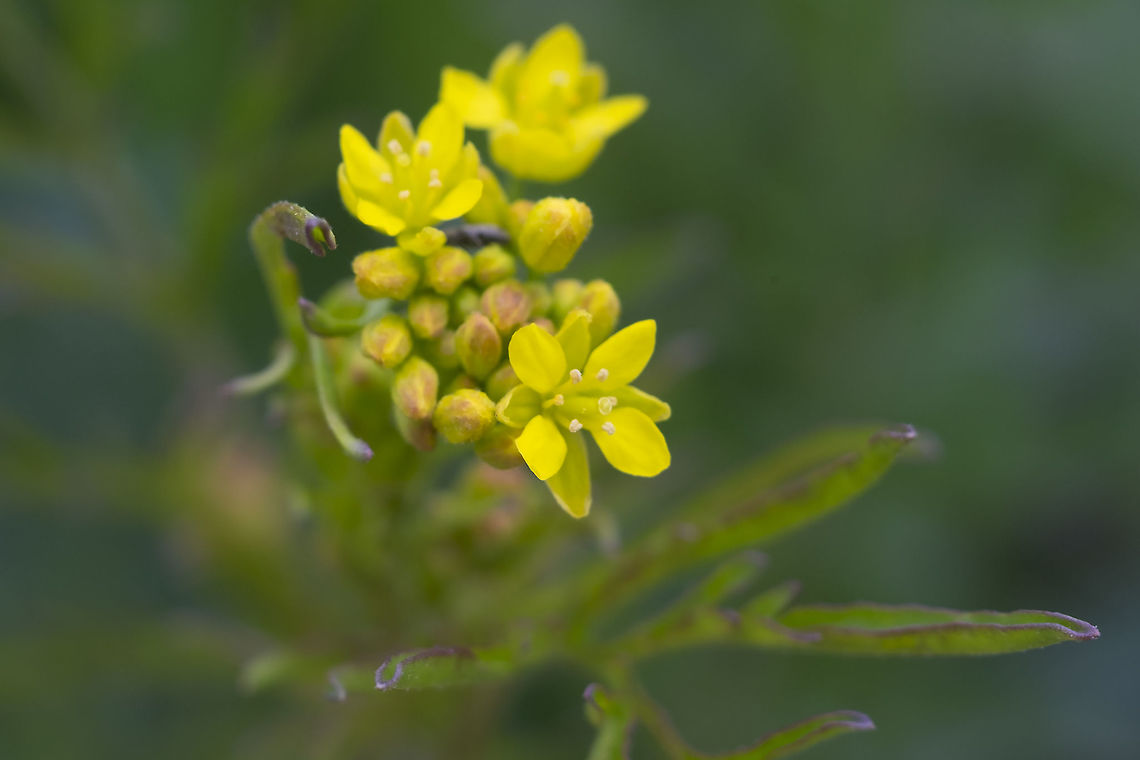 Tansy mustard - subspecies brachycarpa  Descurainia pinnata,Geotagged,Spring,United States,Western tansymustard