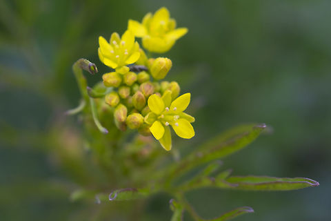 Tansy mustard - subspecies brachycarpa  Descurainia pinnata,Geotagged,Spring,United States,Western tansymustard