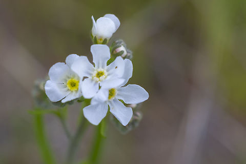 Rusty Popcorn flower  Geotagged,Plagiobothrys nothofulvus,Spring,United States