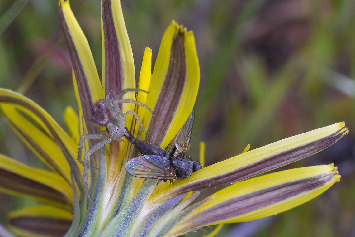 Come into my parlor.. Mecaphesa sp. species level only determinable by microscopic inspection... Geotagged,Spring,United States
