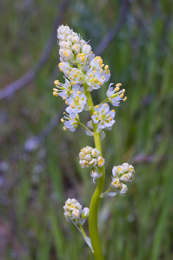 Foothill Death Camas  Geotagged,Spring,Toxicoscordion paniculatum,United States