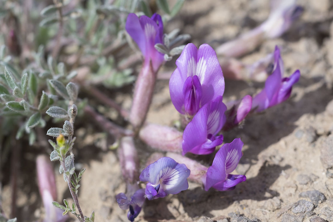 bent milk-vetch distinguished from hairy milk-vetch by longer flower stems Astragalus inflexus,Geotagged,Spring,United States,bent milk-vetch