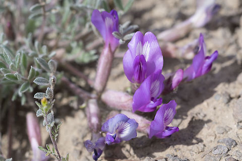 bent milk-vetch distinguished from hairy milk-vetch by longer flower stems Astragalus inflexus,Geotagged,Spring,United States,bent milk-vetch