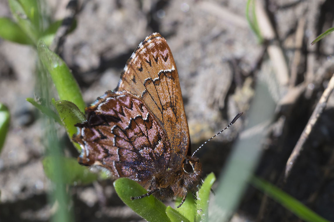 Western Pine Elfin  Callophrys eryphon,Geotagged,Spring,United States,Western pine elfin