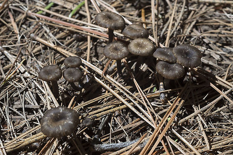 Arrhenia hohensis, Washington, USA differentiated from several similar species by time of fruiting (this is the earliest). Arrhenia hohensis,Geotagged,Spring,United States