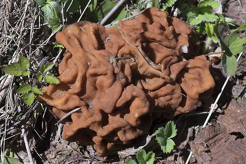 Calf brain  - false morel ☠  Geotagged,Gyromitra gigas,Snow Morel,Spring,United States