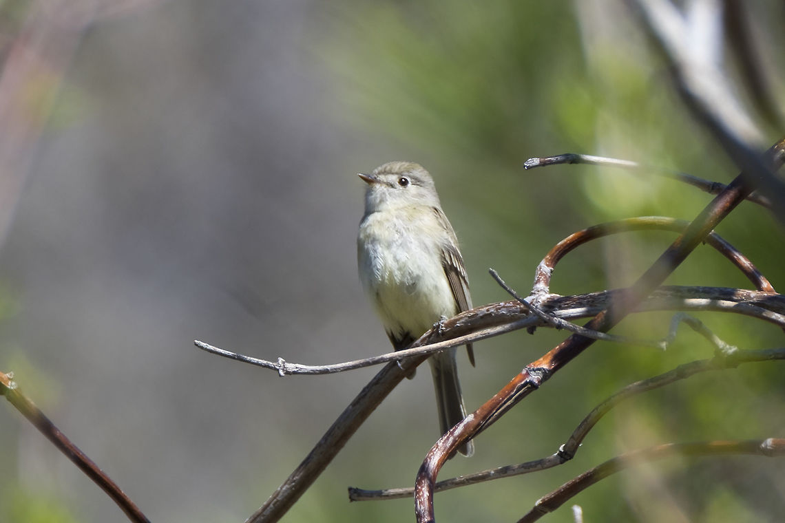 American dusky flycatcher I'm having a bit of trouble with this little somewhat nondescript bird.. I think it may be a Pacific slope flycatcher, but there are several species that overlap and look very similar. The good news my husband made a sound recording of the little guy too - so I may be able to differentiate it by it's call. <br />
<br />
My husband and I sat down with his recording and the xeno-canto website Ferdy pointed me to and I'm now somewhat confidant that this is a Cordilleran flycatcher - it still looks a titch outside the reported range, but really not by much at all.. (my eyes are good, but so much for my ears :p... see update below)<br />
<br />
Here's his recording - <a href="http://www.xeno-canto.org/370066" rel="nofollow">http://www.xeno-canto.org/370066</a> and it's this particular bird even :) -he's put it up as unknown on xeno-canto in the hopes we can get some confirmation. We really think it's either cordilleran or pacific slope. LOL - the recording comes through and it's one that I hadn't even short listed... American dusky flycatcher.  American dusky flycatcher,Empidonax oberholseri,Geotagged,Spring,United States