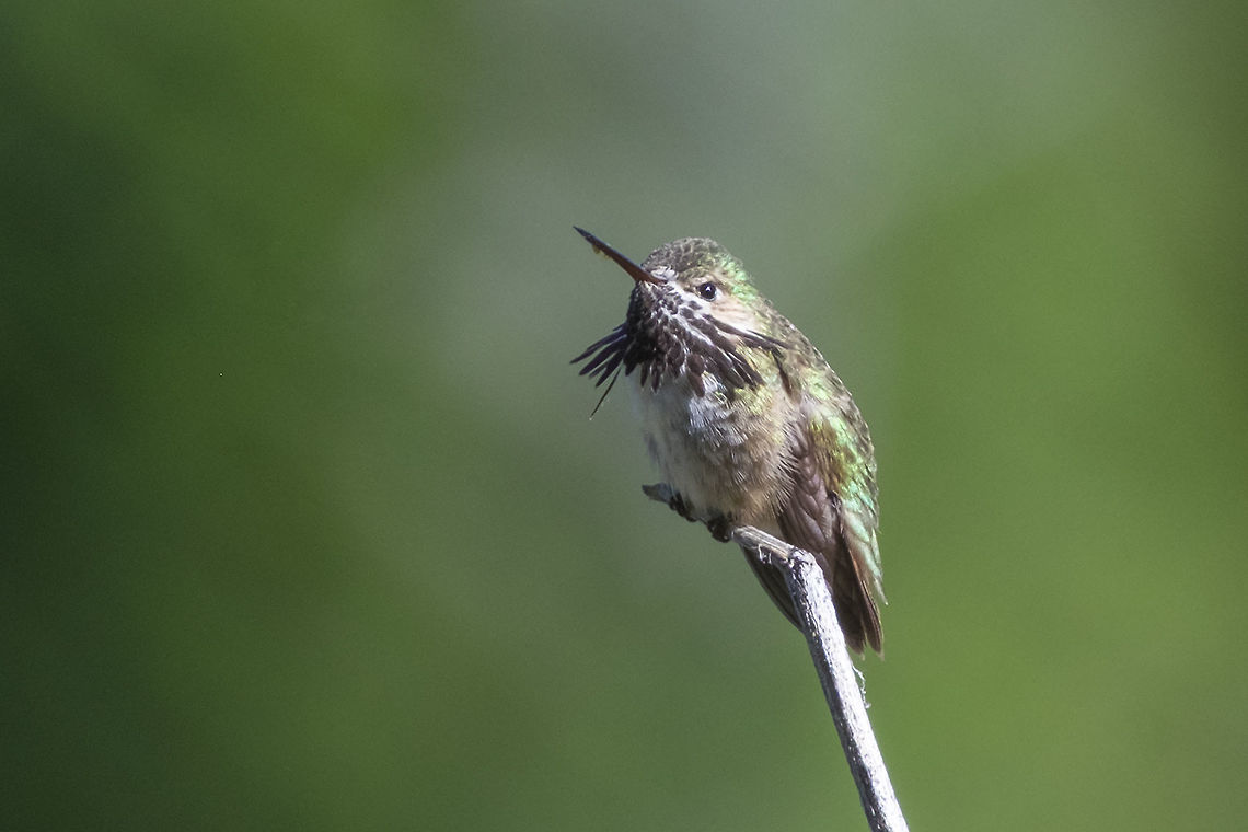 Calliope hummingbird wow - this is the smallest bird in the US Calliope hummingbird,Geotagged,Selasphorus calliope,Spring,United States