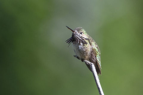 Calliope hummingbird wow - this is the smallest bird in the US Calliope hummingbird,Geotagged,Selasphorus calliope,Spring,United States