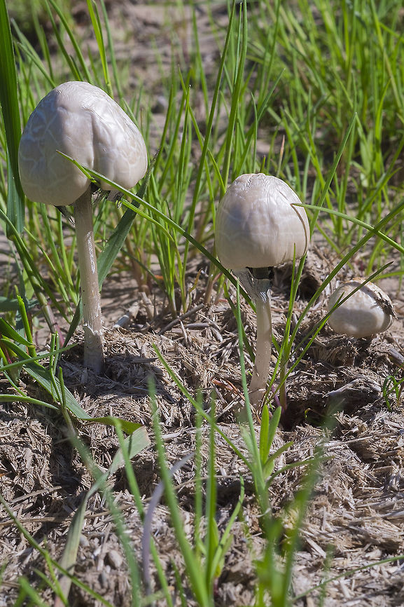Shiny mottlegill lot&#039;s of horse riders in this area - and these mushrooms only grow on horse poo...  Geotagged,Panaeolus semiovatus var. semiovatus,Spring,United States