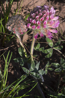 Big head clover  Geotagged,Largehead clover,Spring,Trifolium macrocephalum,United States