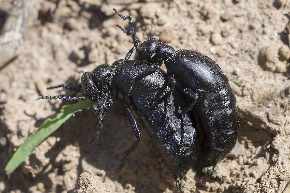 Oil blister beetles Meloe sp. Geotagged,Spring,United States