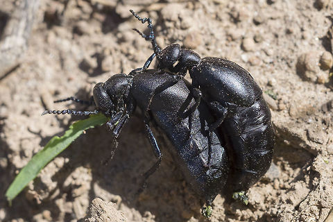 Oil blister beetles Meloe sp. Geotagged,Spring,United States