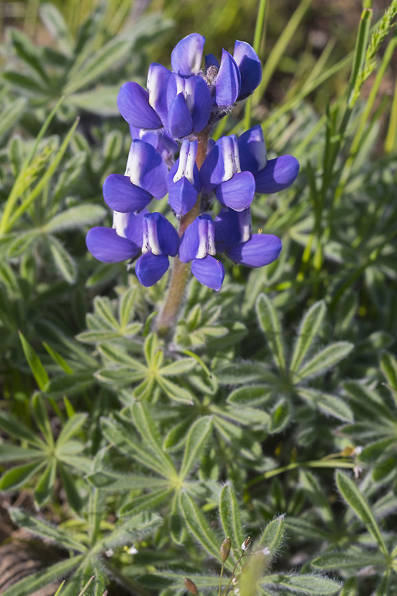 Elegant lupine  Geotagged,Lupinus lepidus,Spring,United States