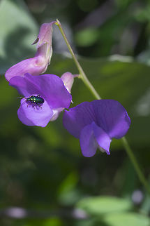 Nevada sweet pea with a bonus metallic green beetle Geotagged,Lathyrus lanszwertii,Spring,United States