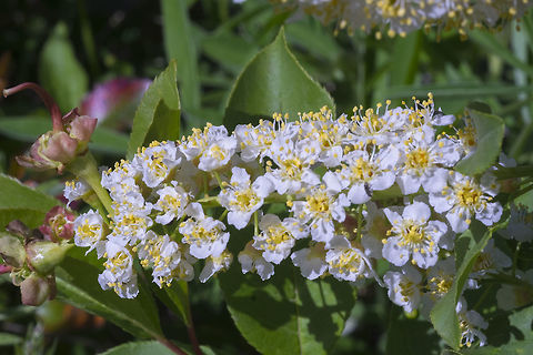 Choke cherry  Geotagged,Prunus virginiana,Spring,United States