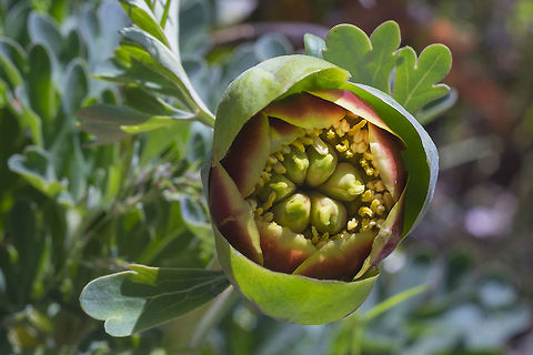 Brown's peony you've got to be watching for this oddball - the heads are heavy and hang with the showiest part of the flower pointing at the ground. Geotagged,Paeonia brownii,Spring,United States