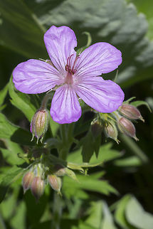 Sticky geranium  Geotagged,Geranium viscosissimum,Spring,Sticky purple Geranium,United States