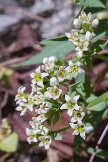 Bastard toadflax  Comandra,Comandra umbellata,Geotagged,Spring,United States
