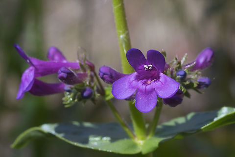 Chilean penstemon  Chelan Penstemon,Geotagged,Penstemon pruinosus,Spring,United States