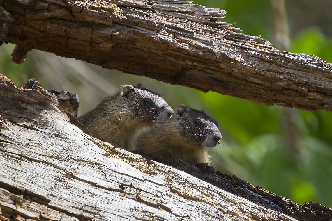 Marmot siblings This time I found a great big family - I saw about 5 of the little guys out at once and could hear another (maybe mom) out in the scrub gathering up food. Rather than living in a rock outcrop, these ones lived under a large log. Old Mr. Sauer, who&#039;s property this trail starts on told me he had the log moved there when he noticed a resident marmot, so they&#039;d have place to hide from dogs. Well, it looks like they&#039;ve fully adopted their offered home and started a family. He said his next idea is to have his sons move an another old log to provide a home for the turkey vultures he&#039;s seen recently.  Geotagged,Marmota flaviventris,Spring,United States,Yellow-bellied marmot