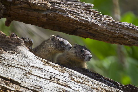 Marmot siblings This time I found a great big family - I saw about 5 of the little guys out at once and could hear another (maybe mom) out in the scrub gathering up food. Rather than living in a rock outcrop, these ones lived under a large log. Old Mr. Sauer, who's property this trail starts on told me he had the log moved there when he noticed a resident marmot, so they'd have place to hide from dogs. Well, it looks like they've fully adopted their offered home and started a family. He said his next idea is to have his sons move an another old log to provide a home for the turkey vultures he's seen recently.  Geotagged,Marmota flaviventris,Spring,United States,Yellow-bellied marmot